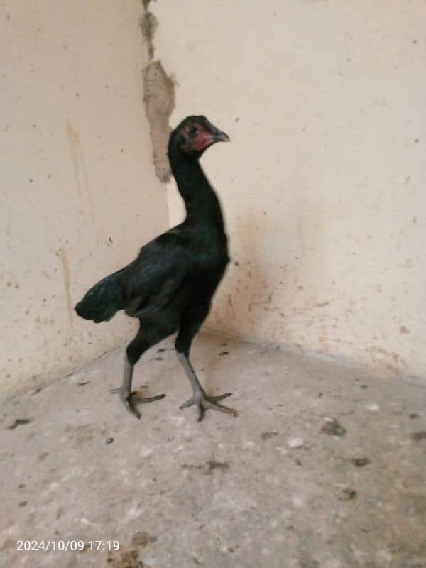 Aseel barhmi hens for sale 11