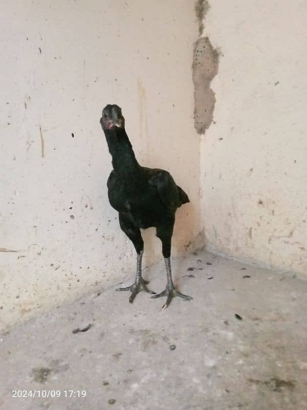 Aseel barhmi hens for sale 12