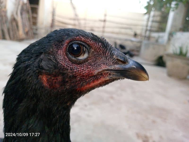 Aseel barhmi hens for sale 14