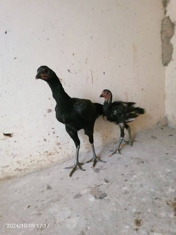 Aseel barhmi hens for sale 15