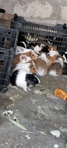 guinea pig | gini pig | guineapig | ginipig 8