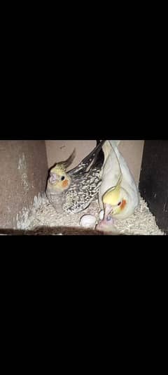 cocktail breeder piar with chick and eggs