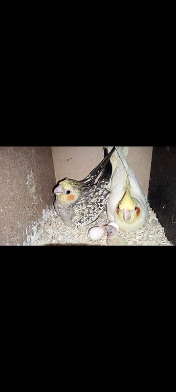 cocktail breeder piar with chick and eggs 1