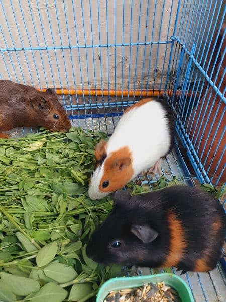 Guineapig 1