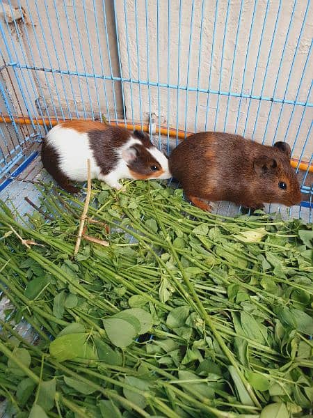 Guineapig 2