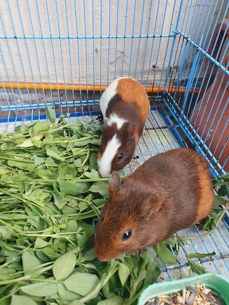 Guineapig 4