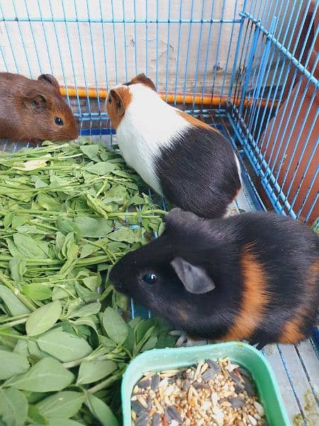 Guineapig 5