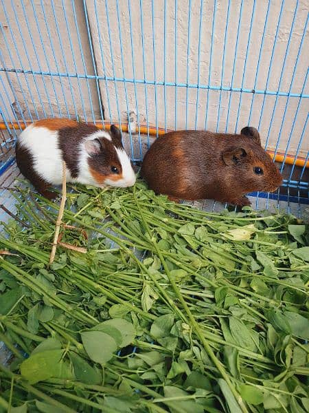 Guineapig 6