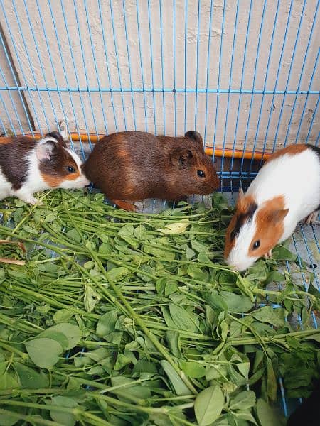 Guineapig 7