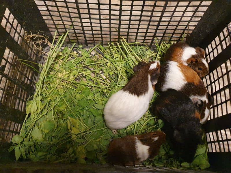 Guineapig 13