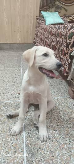 Labrador dog female 3.5 mouth age