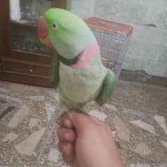 Alexandrine Male / Parrot for sale / Raw male for sale