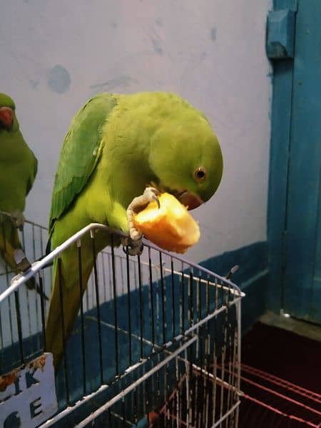 Green parrots pair 1