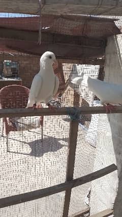 Sherazi birds or White fancy pair for sale 0