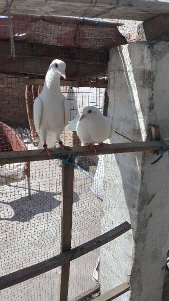 Sherazi birds or White fancy pair for sale 1