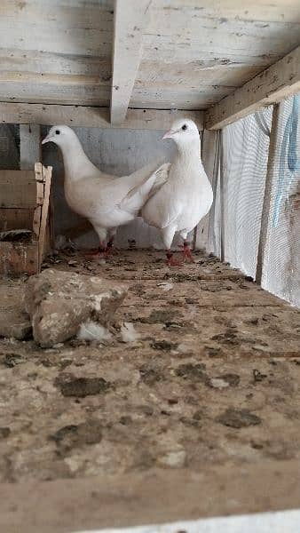 Sherazi birds or White fancy pair for sale 2