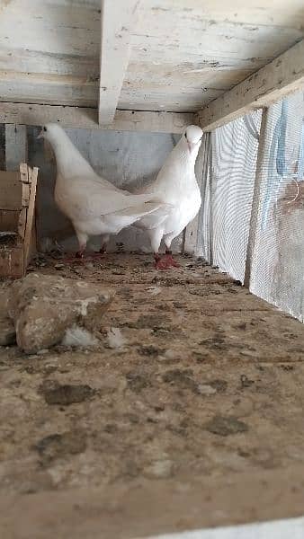 Sherazi birds or White fancy pair for sale 3