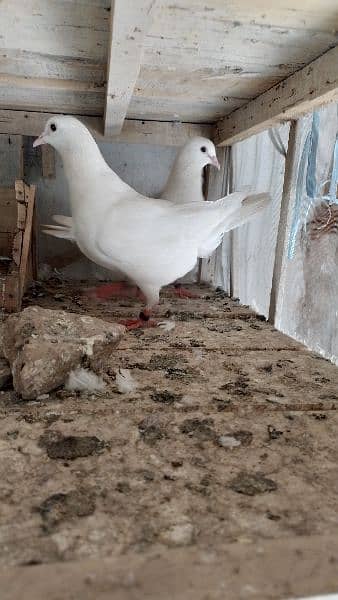 Sherazi birds or White fancy pair for sale 4