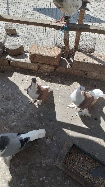 Sherazi birds or White fancy pair for sale 5