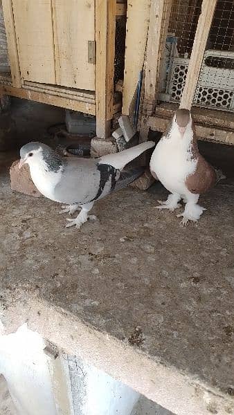 Sherazi birds or White fancy pair for sale 6