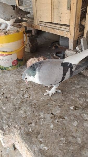 Sherazi birds or White fancy pair for sale 7