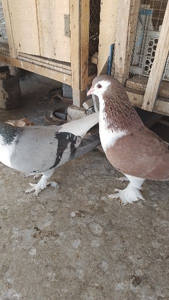 Sherazi birds or White fancy pair for sale 8