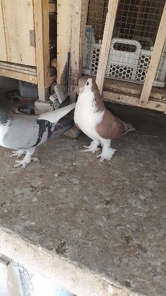 Sherazi birds or White fancy pair for sale 9