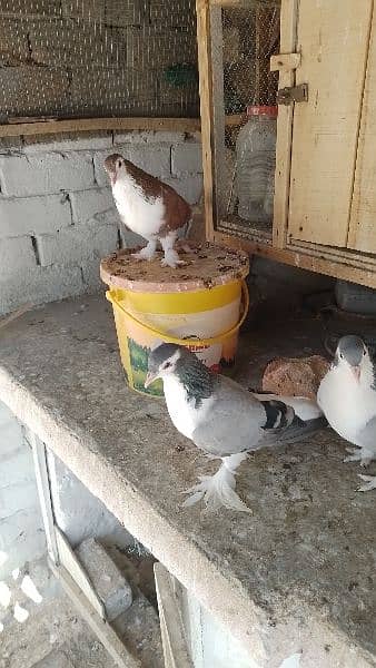 Sherazi birds or White fancy pair for sale 11