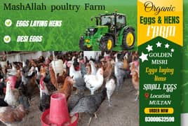 Golden Misri | Silver Golden | Hens | Murgiya | مرغیاں | Golden | sale