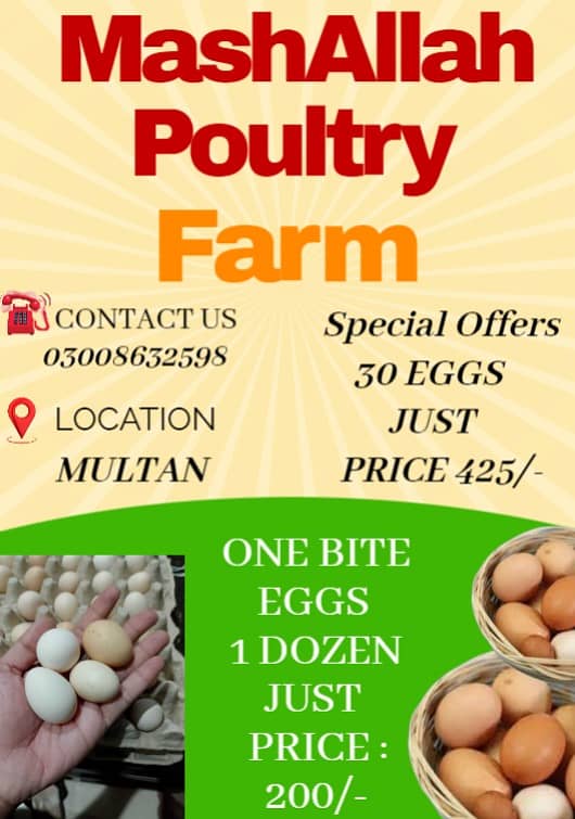 Golden Misri | Silver Golden | Hens | Murgiya | مرغیاں | Chicks | sale 1