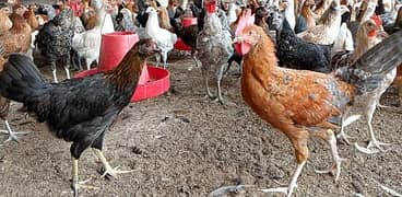 Golden Misri | Silver Golden | Hens | Murgiya | مرغیاں | Golden | sale