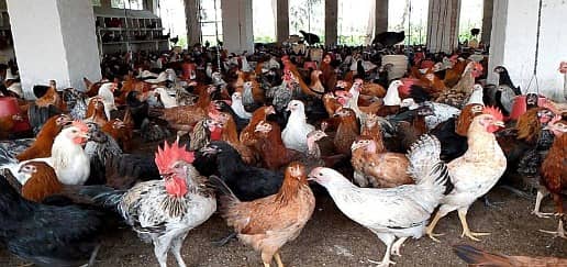 Golden Misri | Silver Golden | Hens | Murgiya | مرغیاں | Chicks | sale 3