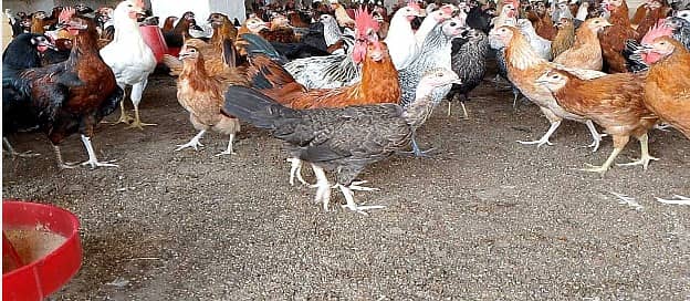 Golden Misri | Silver Golden | Hens | Murgiya | مرغیاں | Chicks | sale 4