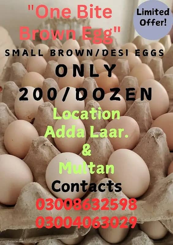 Golden Misri | Silver Golden | Hens | Murgiya | مرغیاں | Chicks | sale 5