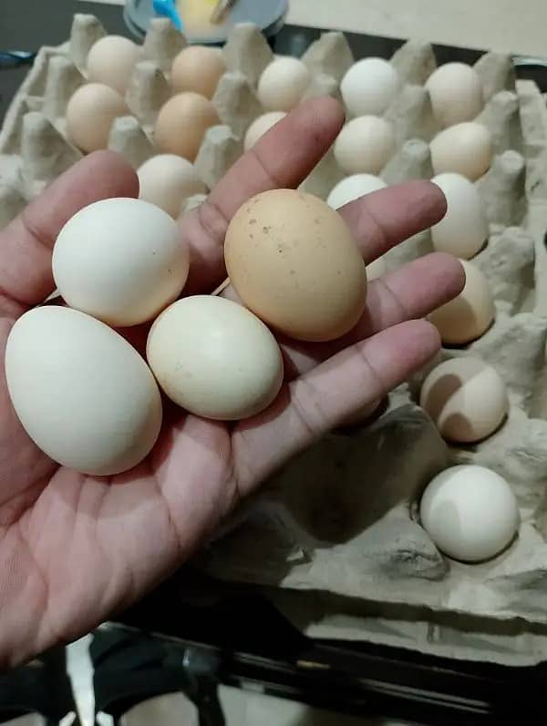 Golden Misri | Silver Golden | Hens | Murgiya | مرغیاں | Chicks | sale 6