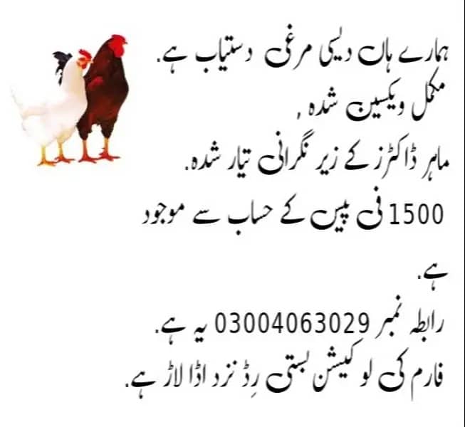 Golden Misri | Silver Golden | Hens | Murgiya | مرغیاں | Chicks | sale 10