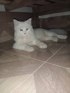 Persian white cat