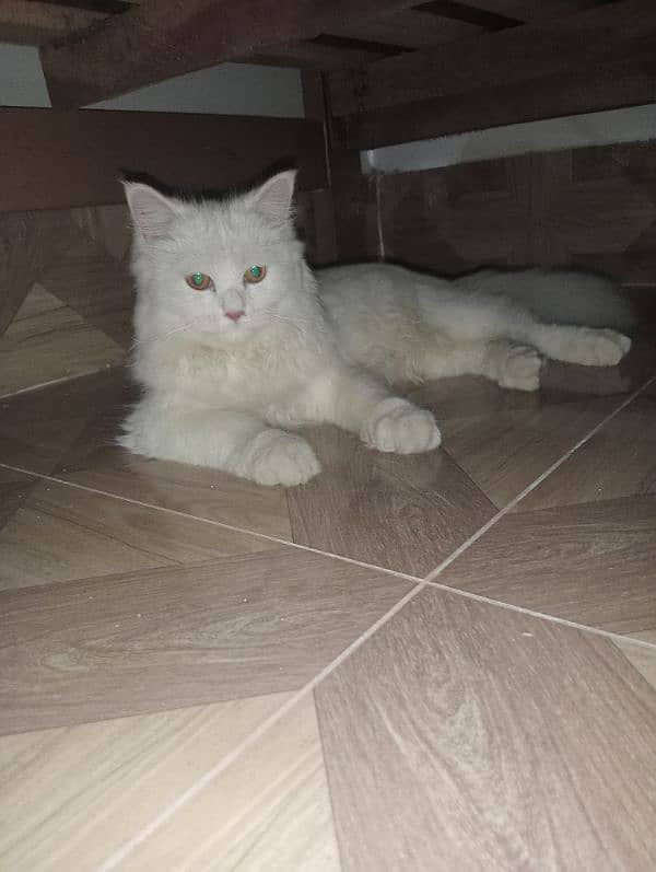 Persian white cat 0