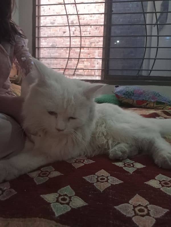 Persian white cat 1