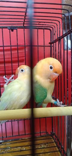 love birds