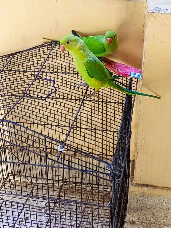 parrot chick 3