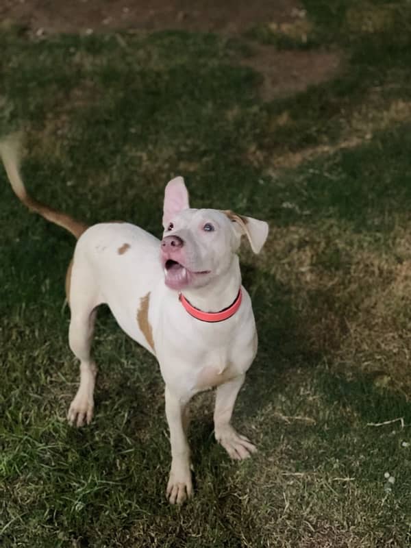 American BullyPit female Pup 0