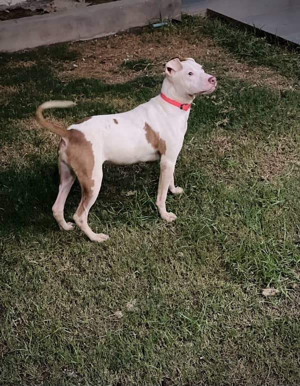 American BullyPit female Pup 2