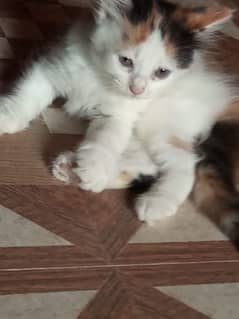 Persian kittens | Double Coated | Punch Face kittens For Sale