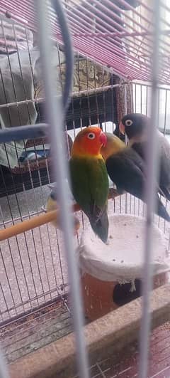 lovebirds 4 pes available white penjra