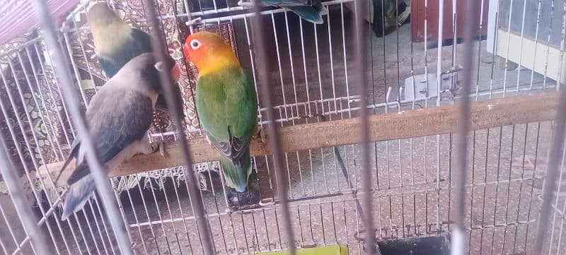 lovebirds 4 pes available white penjra 1