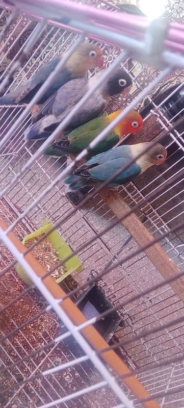 lovebirds 4 pes available white penjra 2