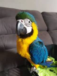 Blue and gold macaw.  parrot. talking parrot