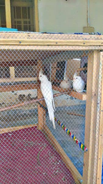 cockatiel  pair sake 2 female one fmle free 0