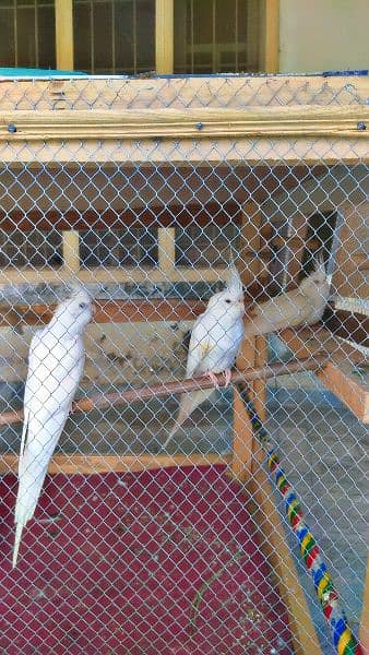 cockatiel  pair sake 2 female one fmle free 1